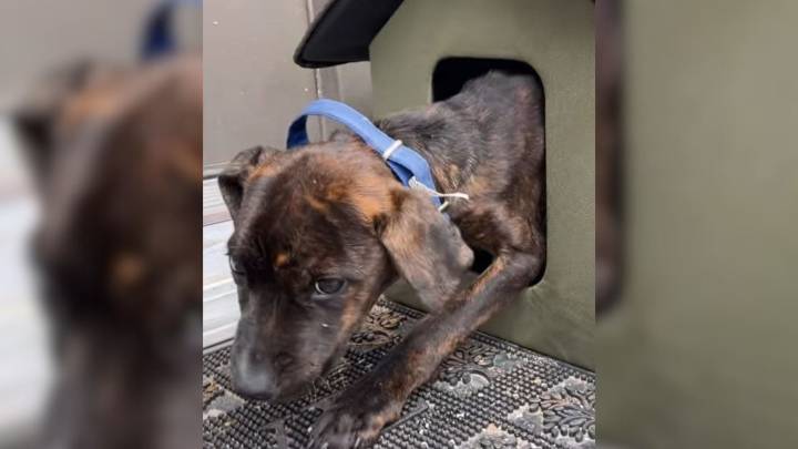 Missouri Rescuer Stunned To Find A Fearful Puppy Hidden In A Little Feral Refuge