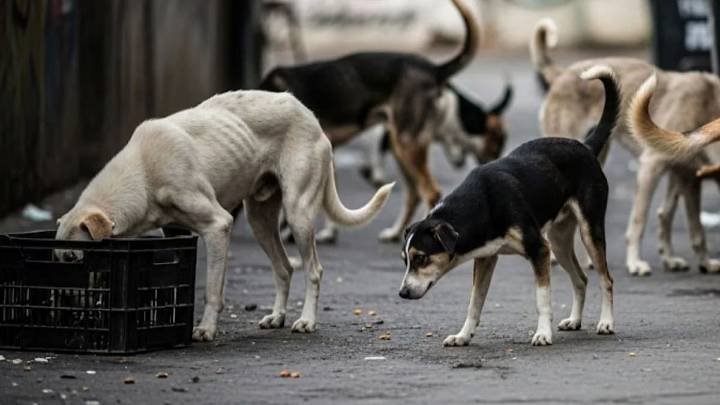 Compliance with SC order: Education department seeks stray dog