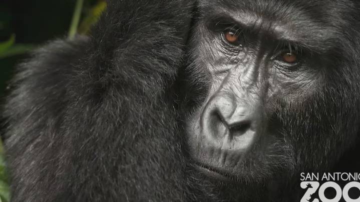 San Antonio Zoo announces opening date for new gorilla habitat Congo Falls