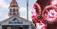 Queensland measles: Brisbane and Gold Coast on high alert after cases detected at Jelly Roll concert, Sea World