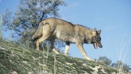 Nuevos ataques de lobo en Salamanca: muertos varios terneros y ovejas