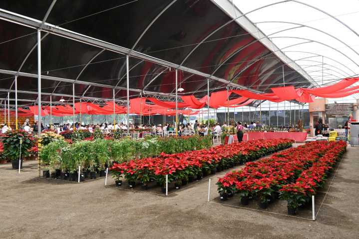 Inaugura gobernadora Margarita González Saravia Expo Venta Nochebuena 2025 en Conaplor