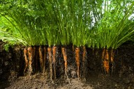 Engineered microbes could tackle climate change – if we ensure it’s done safely