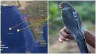 1,000 km/day: Tiny Indian Falcon stuns scientists with marathon flight