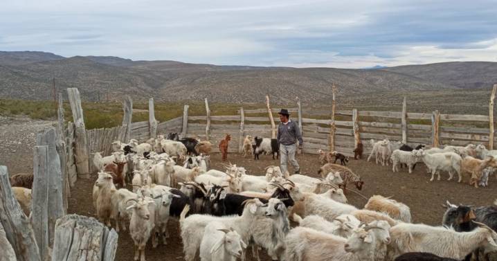 Emergencia por sequía en Neuquén: el Programa de Refugos Ganaderos destina $315 millones para sacar hacienda improductiva del campo