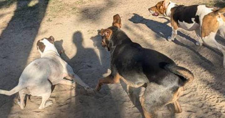 Alexander City stray dogs spark public safety concerns as officials consider solutions