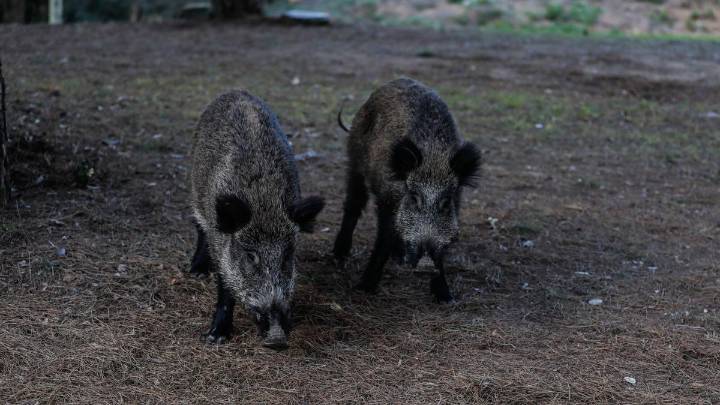 Confirmados casos de peste porcina africana en jabalís en Cataluña