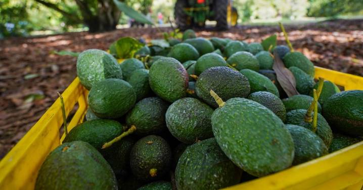 El aguacate, ‘qué barato, qué barato’: ¿Qué productos bajaron de precio en octubre, según el Inegi?
