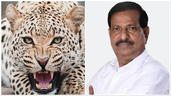 Maharashtra To Implement First-Of-Its-Kind Leopard Sterilisation Initiative Amid Attack Spike In Pune District, Announces Forest Minister Ganesh Naik