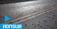 Un desfile de tucura sapo por la Ruta 25 de Chubut genera preocupación en productores rurales