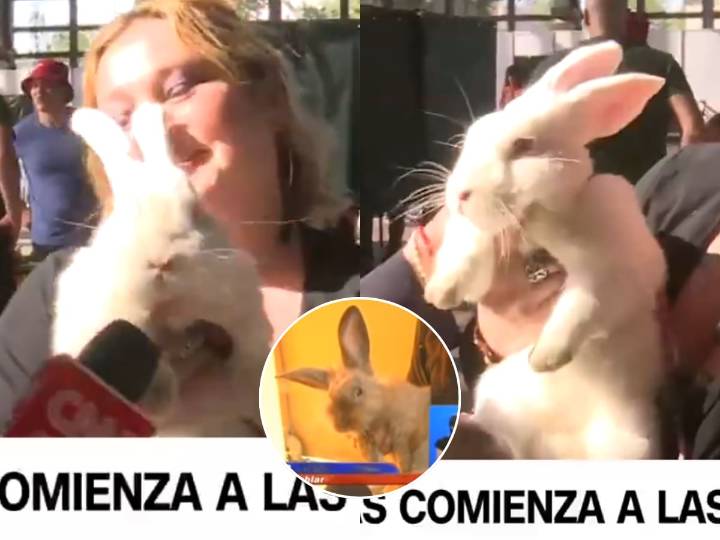 Mujer fue a votar con su conejo a la Estación Mapocho y periodista de TV intentó entrevistarlo: no quiso hablar