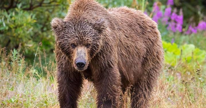 BREAKING Grizzly bear attacks class of screaming students as several 'critically' injured in horror