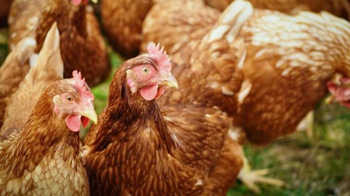 De la prohibición de criar aves de corral al aire libre a la protección de depósitos de agua: entran en vigor las medidas preventivas ante el aumento de gripe aviar
