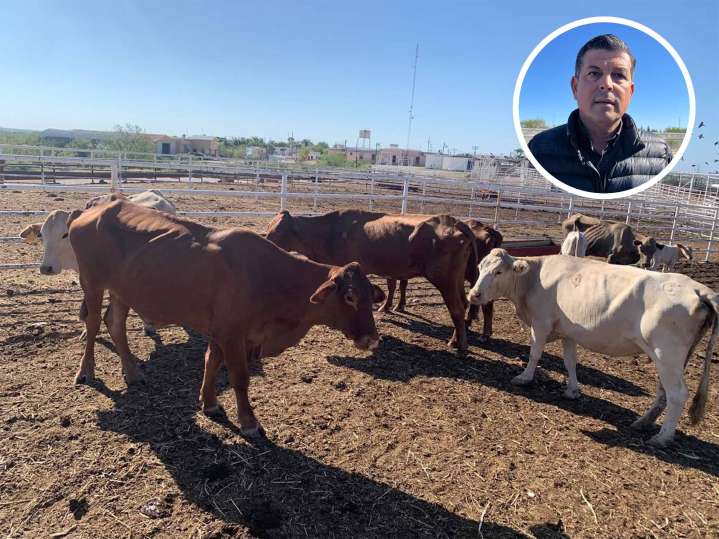 Ganaderos de Acuña cumplen un año sin exportar por brote del gusano barrenador