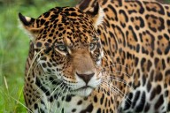 El 1° Festival del Yaguareté Correntino en San Miguel se postergó al domingo 7 de diciembre