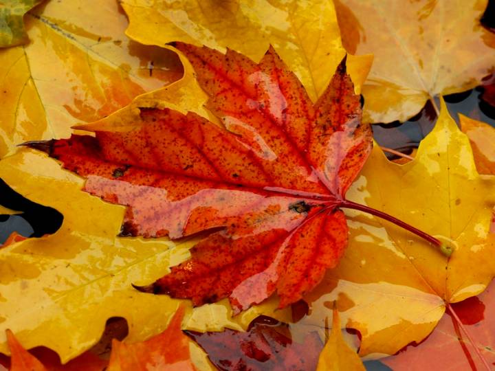 Why do only some leaves turn red in the fall? Scientists can't agree on an answer