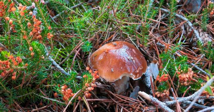 Castilla y León, sin rastro de setas estrellas: solo fructifica la seta de cardo