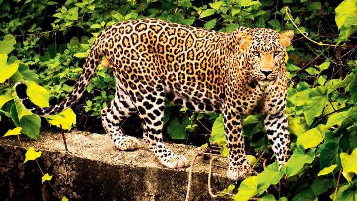 'Man-eater’ leopard behind attacks in Pune shot dead by forest sharpshooters