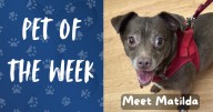 Pet of the Week: Meet Matilda!