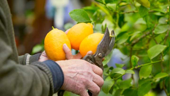 ¿Tiene mi casero derecho a entrar en mi jardín para recoger fruta de los árboles?