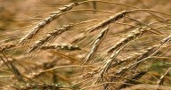 Kansas farmer indicted for crop loss insurance fraud