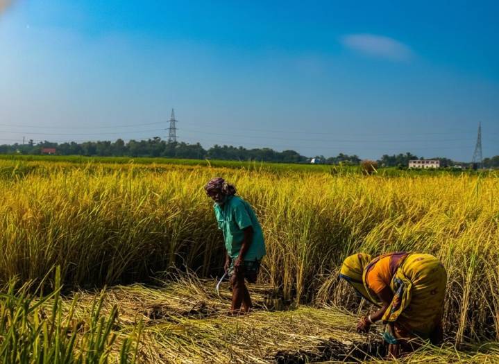Farmers rush to harvest paddy early in Paradip and Kujang areas amid low