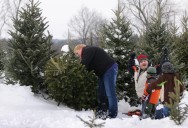 Need a Christmas tree? Here’s a complete guide to Christmas tree farms in Central New York
