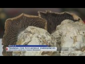 OSU researchers launch psychedelic drug education project