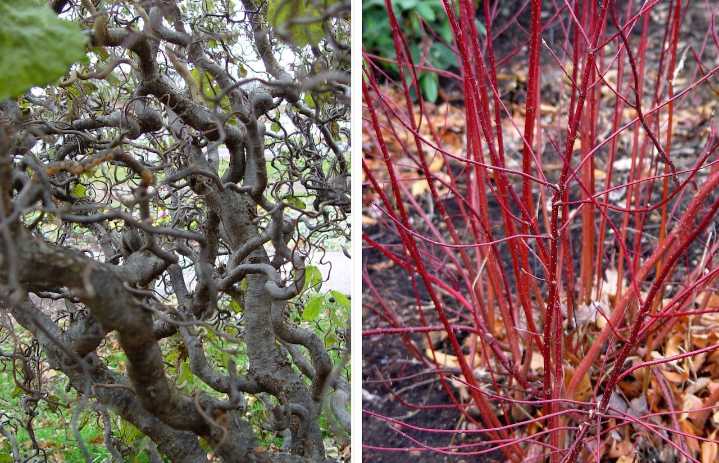 Some plants look better naked