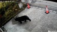 Captan a un oso suelto frente a un museo en medio de ola de ataques en Japón