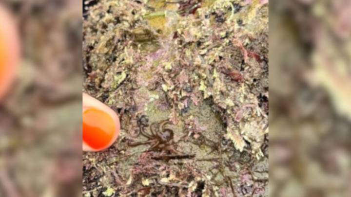 California Woman Lifts A Rock And Finds A Mysterious Creature Moving Beneath The Seaweed