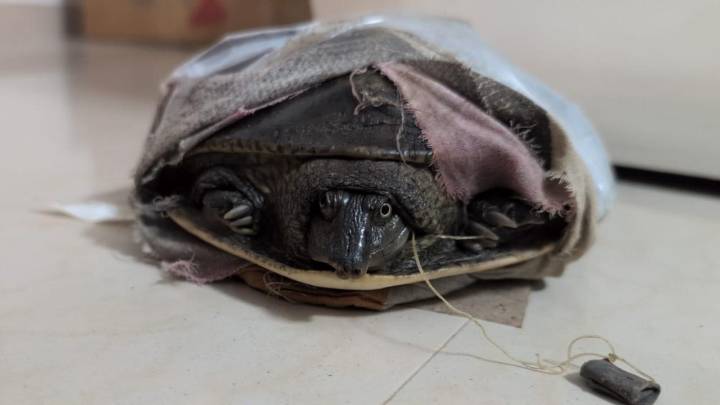 Pregnant Flapshell turtle saved after emergency surgery in Mumbai