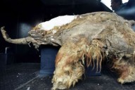 "Parecía imposible". Extrajeron el ARN de una cría de mamut que murió acosada por leones de las cavernas hace 40.000 años