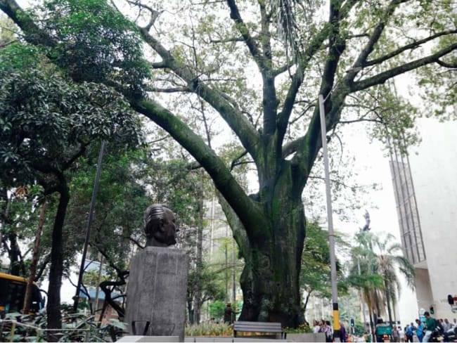 Este es el árbol más antiguo de Medellín: Tiene 168 años, es sagrado y representa la vida