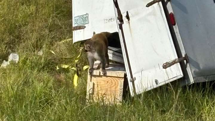 Matan a Dos de los Tres Monos Fugados Tras Volcadura de Camión en Mississippi, EUA