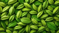 Cardamom’s comeback: The fragrant secret your digestive system’s been craving