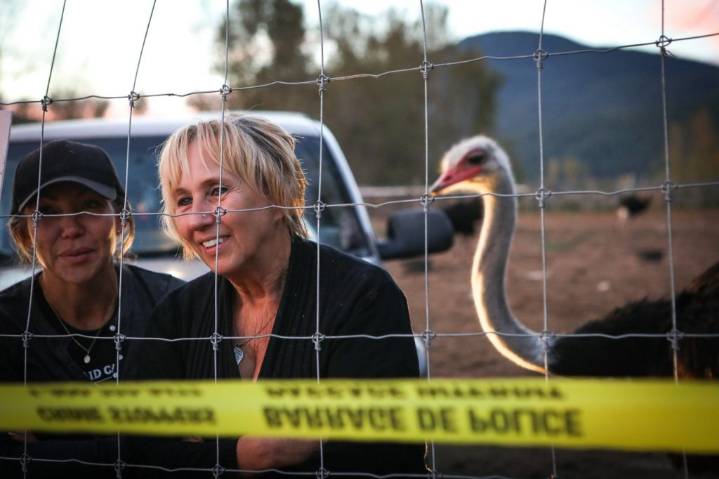 From flu outbreak to ‘Ostrichfest’ to high court, how B.C. ostrich cull saga unfolded
