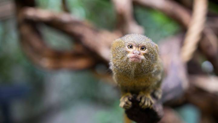 Finger Monkeys: The Smallest Monkeys In The World Are Tiny, Chatty And Adorable