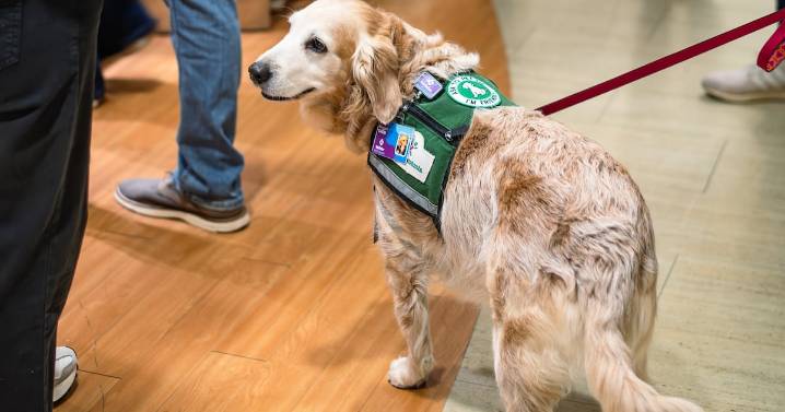 Nugget’s last shift: Wellstar Children’s Hospital’s first facility dog retires