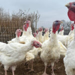 Turkeys prices kept down in tough year, but other Thanksgiving foods may cost more