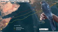 Trackers stunned by satellite-tagged Amur Falcons crossing Arabian Sea