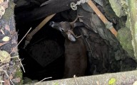Poor Deer Falls Into A 10-Foot Dry Well In Upstate New York