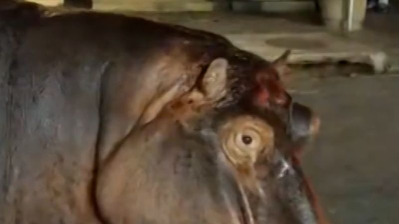 Hippos roam free in South African town
