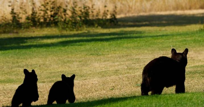 Bitterroot black bear cub found shot, left to waste