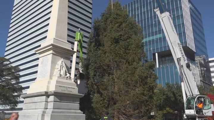 South Carolina’s official Christmas tree arrives at the State House