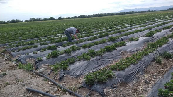 Rosario de Lerma: Asisten a productores frutilleros tras daños por tormentas