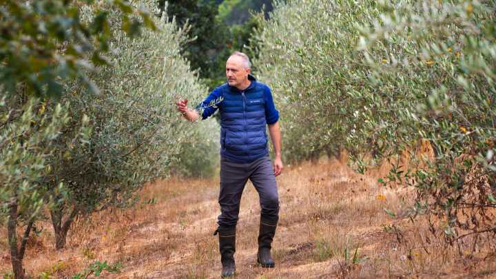 Orchard uses regenerative methods to grow olives with little water