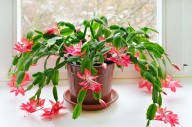 How to Grow a New Christmas Cactus From Cuttings
