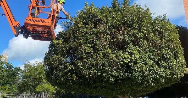 Parques y Jardines revisa el arbolado de Cádiz