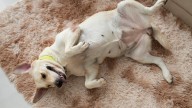 Qué significa que tu perro te muestre la panza siempre, según expertos en comportamiento canino